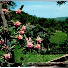 c1950s Blue Ridge Mountains NC Postcard Catawba Rhododendron Cabin Earl Palmer picture
