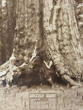 Grizzly Giant Sequoia Tree RPPC Post Card Fish Camp California Vintage Postcard picture