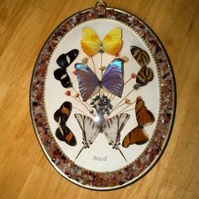 Vintage Framed Butterfly Moth Taxidermy Collection Convex Glass Oval Display picture