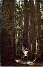 Vintage Postcard Cathedral Grove MacMillan Park Vancouver Island BC picture
