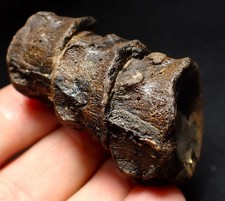 Jurassic triple ichthyosaur vertebrae from Lyme Regis (54mm) Jurassic bone vert picture