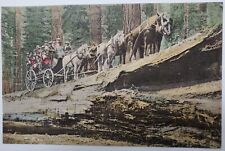 Wawona, CA The Fallen Monarch Mariposa Grove Horses & Wagon Antique Postcard X8 picture
