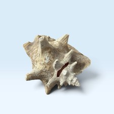 Vintage Large Queen Conch Shell Natural Seashell Coastal Decor 8” picture