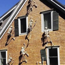 Halloween Skeletons Fake Full Body Skull Bones Movable 40 cm Halloween Decor picture