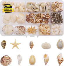 170Pcs/Box 10 Styles Sea Shell Cowrie Conch Starfish Ocean Beach Spiral Seashell picture