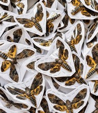 12 pcs Death Head Hawk Moth | Wings opened | Real Specimens | US Stock picture