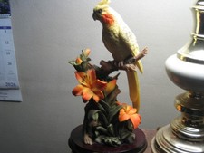 de capoli collection Parakeet picture