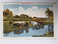 cows, Woodmere, Long Island, New York, vintage postcard unsent 1920s 1930s 1940s picture