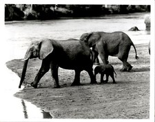 LG31 Orig Photo ELEPHANT FAMILY SAMBURU GAME RESERVE SERENGETI AFRICAN SAFARI picture