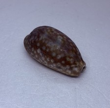 Vintage 1980s Cyraea Cowrie Lyncina Vitellus Sea Shell 3.25” Art Decor 17 picture