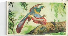 Meiji Dinosaur Information Card Vintage 12 Archaeopteryx Prehistoric Bird picture