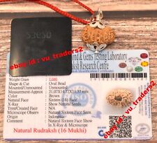 16 Mukhi Rudraksha / Sixteen Face Rudraksh Java Bead Lab Certified Size 21.07 MM picture