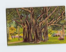 Postcard The Banyan Trees St. Petersburg Florida USA picture