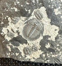 Museum Quality Cambrian Trilobite Fossils – Changaspis – Guizhou, China picture