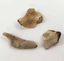 Champsosaurus (Likely) Fossil Bones (3) - Judith River Fm. - Hill Co., MT picture