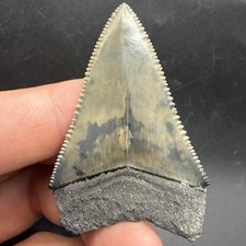 Great White Shark Tooth Florida 2.16” All Natural  picture